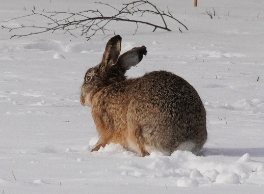 Haas voedselzoekend in de sneeuw